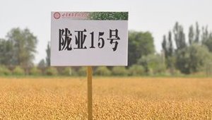隴亞15號
